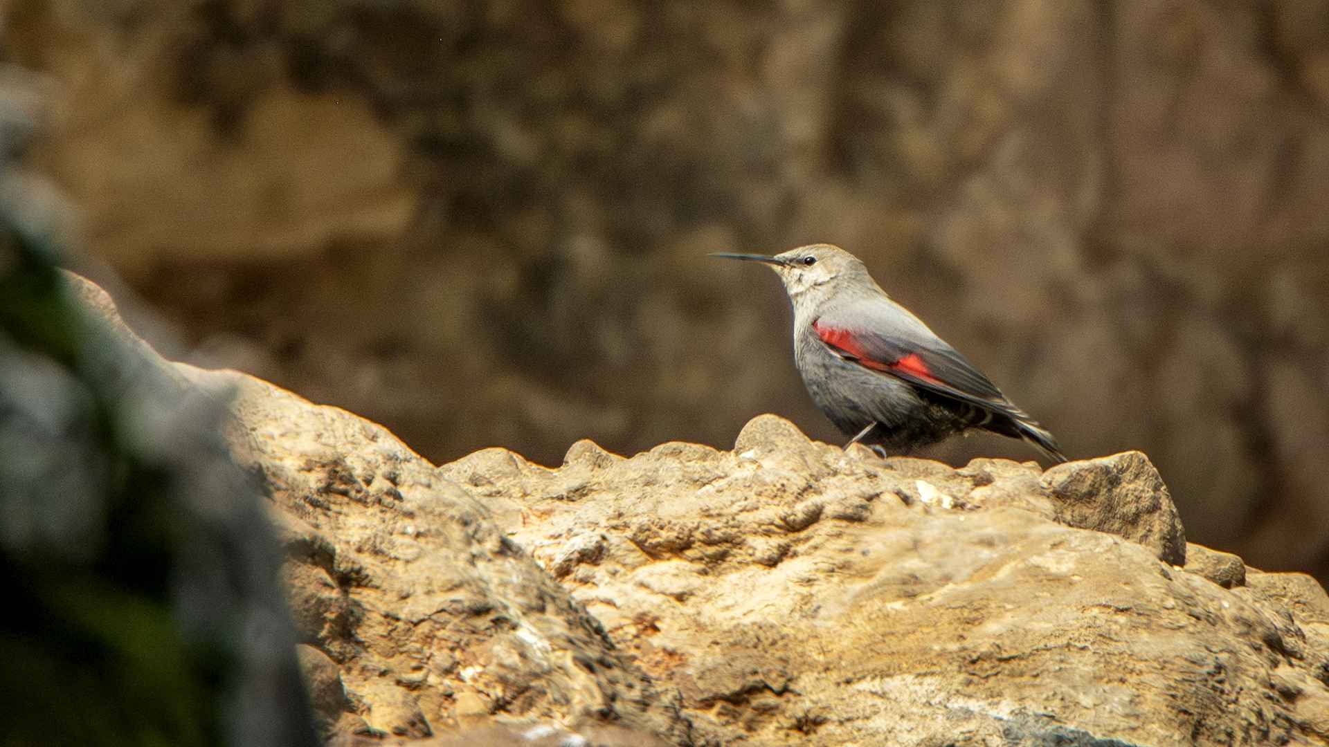 Wallcreeper